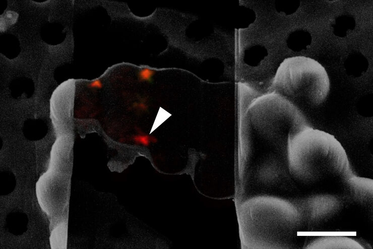 [Translate to chinese:] Cryo FIB lamella - Overlay of SEM and confocal fluorescence image. Target structure in yeast cells (nuclear pore proteine Nup159-Atg8-split Venus, red) marked by an arrow. Scale bar: 5 µm. Alegretti et al.,  Nature 586, 796-800 (2020).