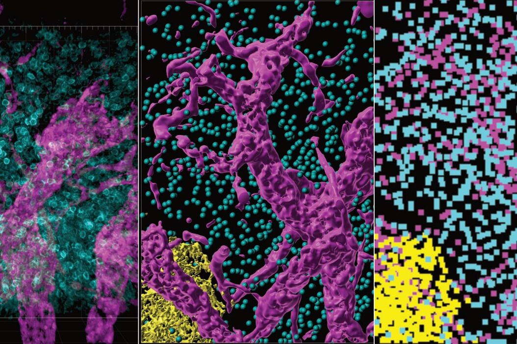  Webinar_Organs-Tissues-Cell.jpg