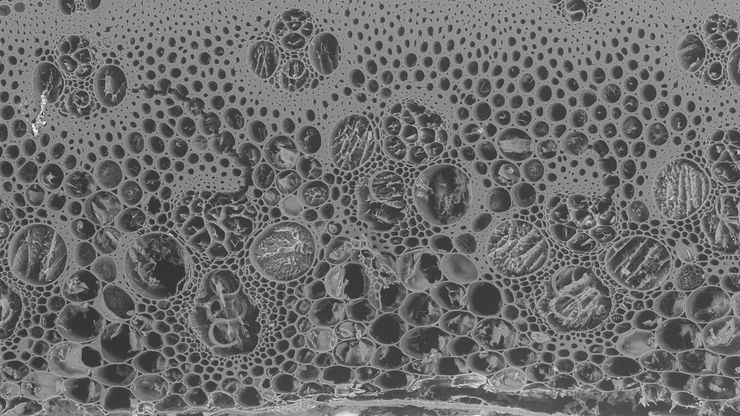 SEM image of the sample consisting of reed and brewers’ spent grain after surface polishing using the UC Enuity cryochamber at -120°C. The sample was transferred to the cryo-SEM (Zeiss Sigma 300) using the EM VCT500 transfer system. Courtesy of Claudia Mayrhofer, ZFE, Graz,  Austria.