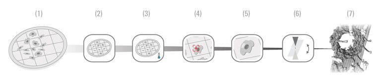 (1) 未经微图案处理的EM载网 | (2) PRIMO 控制细胞粘附 | (3) 玻璃化| （4）选择| (5)铣削| (6) 3D 冷冻断层扫描 | (7) 细胞内的蛋白质