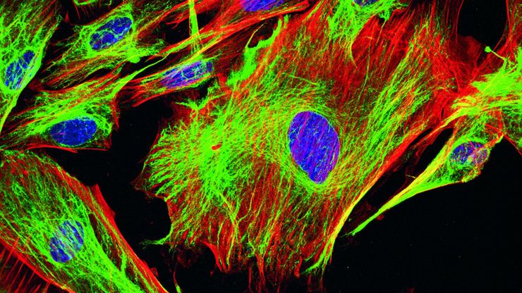 Mouse fibroblasts where F-actin is labelled with FITC (green), tubulin with Cy5 (red), and nuclei with DAPI (blue). Image courtesy of Dr. Günter Giese, Max Planck Institute for Medical Research, Heidelberg, Germany.