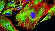Mouse fibroblasts where F-actin is labelled with FITC (green), tubulin with Cy5 (red), and nuclei with DAPI (blue). Image courtesy of Dr. Günter Giese, Max Planck Institute for Medical Research, Heidelberg, Germany.