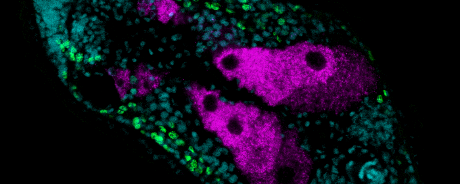 This confocal image shows one scan layer of the acoel worm Isodiametra pulchra. The following parts are stained: cyan: nuclei, green: stem cells, magenta: expression of the genes T-Brain/Eomes (gonads und oocytes). Left: anterior. The worm is about 1 mm of size. Photo: Aina Børve, Sars 