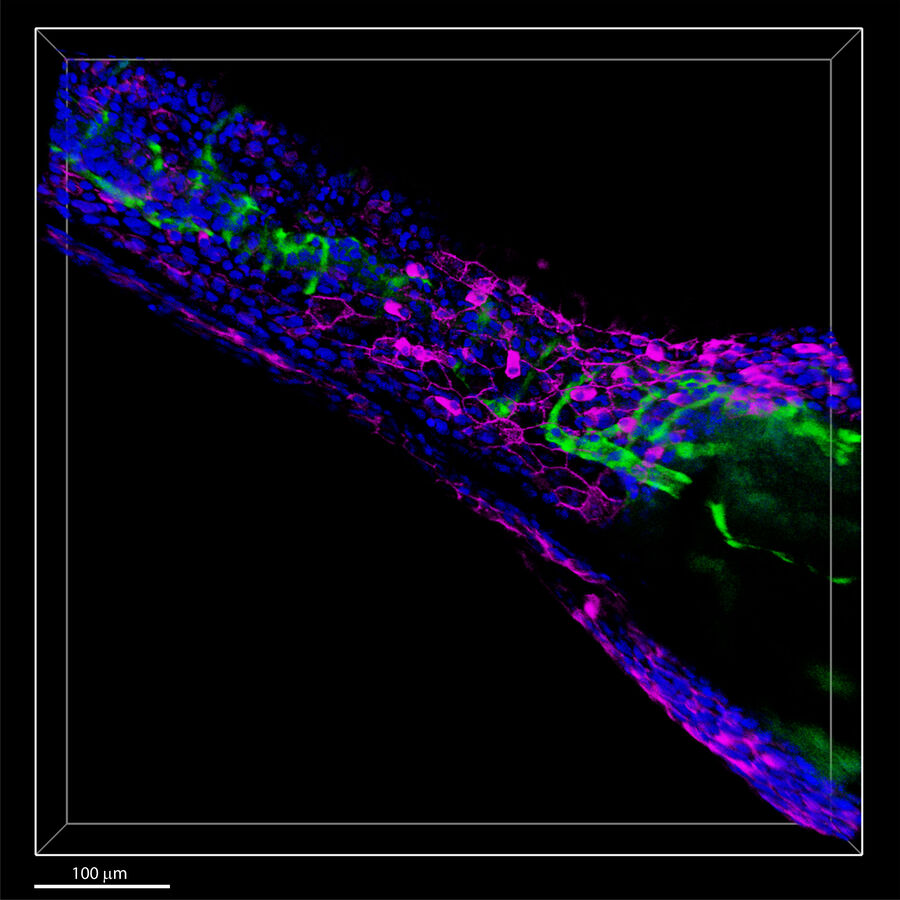 斑马鱼胚胎。 用STELLARIS 8获得3D图像，装配Power HyD S（细胞核：蓝色，Hoechst）、Power HyD X（内皮细胞：绿色，EGFP）和Power HyD R探测器（细胞膜：品红色，NIR750）。 样本由法国斯特拉斯堡的IGBMC的Julien Vermot提供