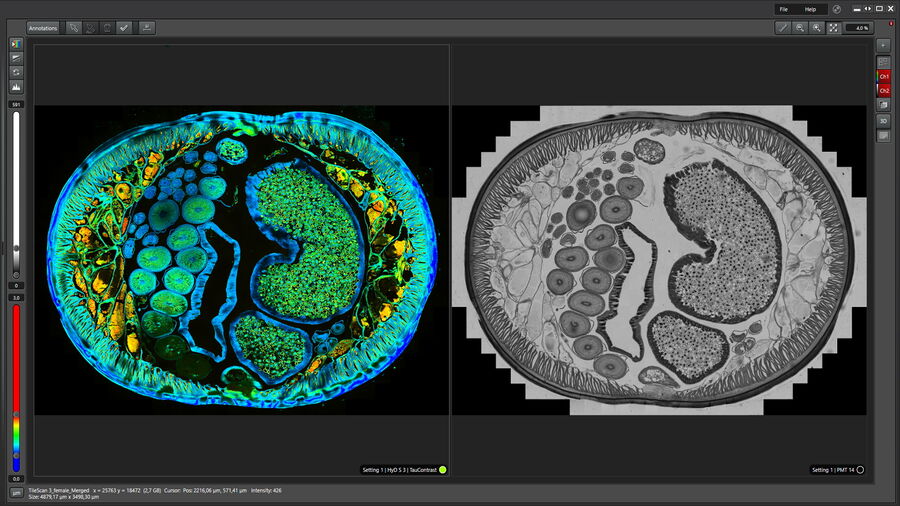 Identification of distinct structures in a transverse section of roundworm