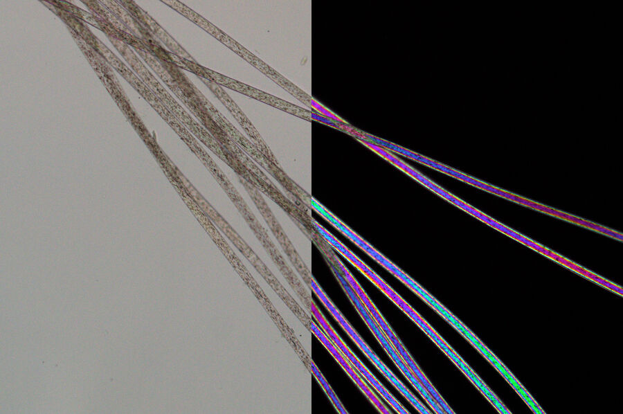 左：用平行偏镜成像的尼龙纤维。右：用交叉偏镜成像的尼龙纤维显示出典型的高阶双折射颜色。DM4 P显微镜使用透射光、20x平面荧光物镜和偏光的镜的成像效果