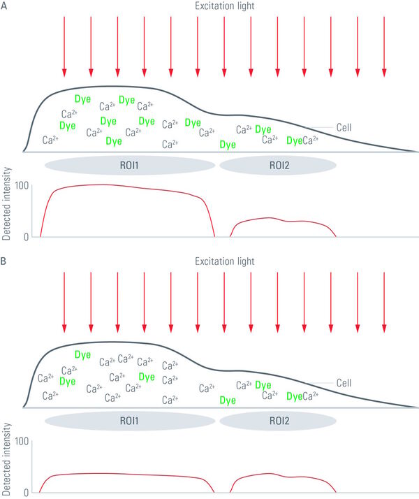 Sketch intending to illustrate misinterpretations that might occur if e.g. the calcium concentration within a cell is judged by the intensity of the emitted light of a non-ratiometric calcium-sensitive fluorophore.