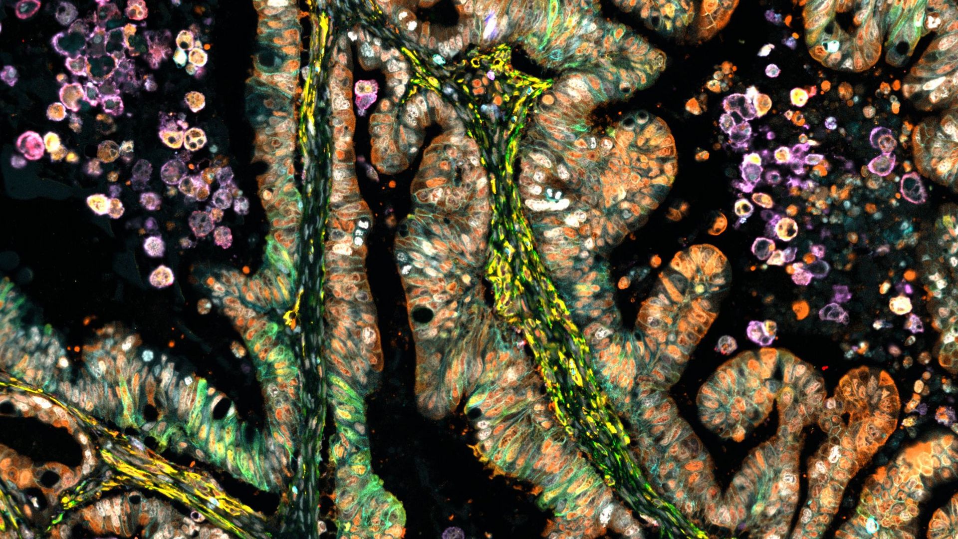 Crystal Clear Cell Dive