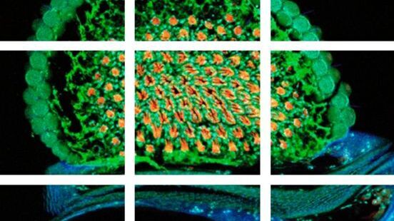 Scheme of a 2D mosaic scan. Drosophila melanogaster (eye section) Scheme of a 2D mosaic scan. Drosophila melanogaster (eye section)