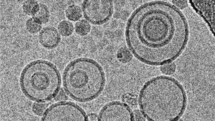 Cryo-electron micrographs of subviral particles of a common cold virus bound to liposomes, acquired under low dose conditions at 300 kV with a CCD-camera.