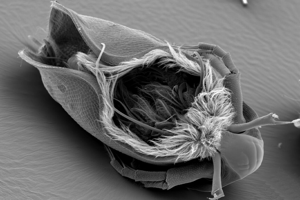 Water Flea Daphnia imaged by Electron Microscopy. Courtesy of Mag. Dr. Gruber, University of Vienna, Austria EM_Application_Water_Flea_Daphnia.jpg