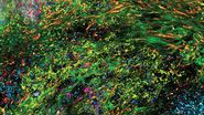 3D high-plex imaging in cancer immunology. Overview of a pancreatic tumor section in mouse model, labeled with 15 markers and imaged in one go using STELLARIS with SpectraPlex. (https://www.nature.com/articles/d42473-024-00260-7)