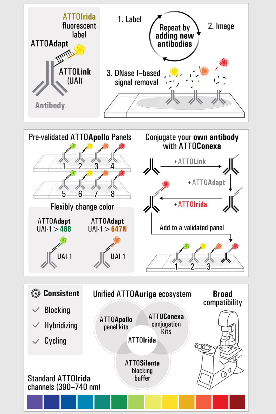 ATTOAuriga 空间生物试剂示意图