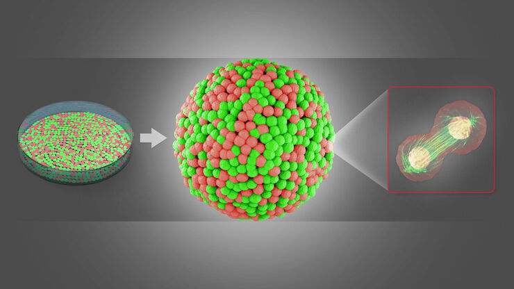 Elucidate cancer development on sub-cellular level by in-vivo like tumor spheroid models. Elucidate cancer development on sub-cellular level by in-vivo like tumor spheroid models.