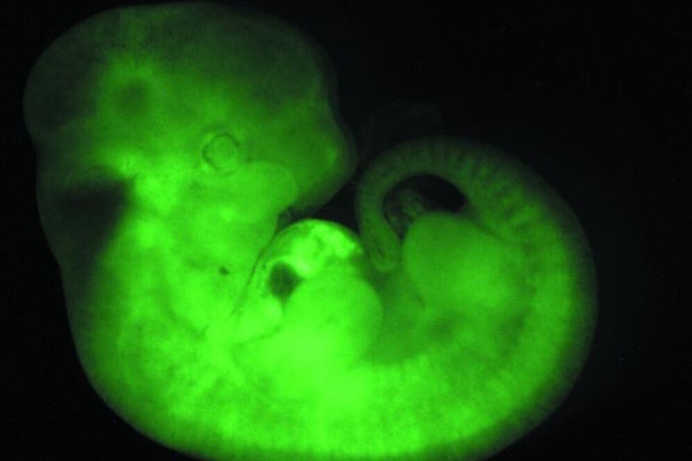 Transgenic Mouse Embryo, GFP Transgenic_Mouse_Embryo_GFP.jpg