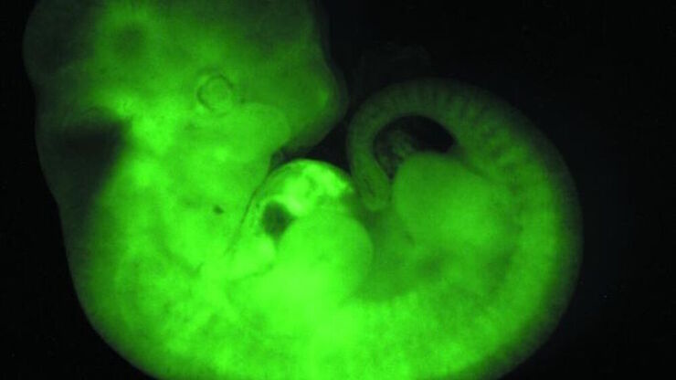[Translate to chinese:] Transgenic Mouse Embryo, GFP