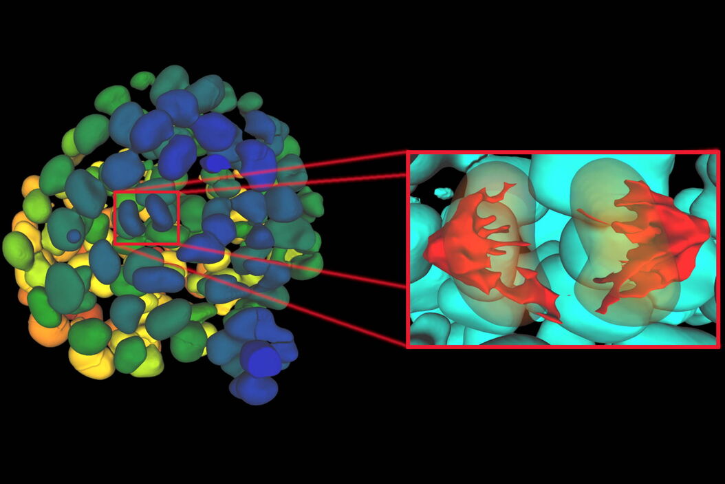 [Translate to chinese:] Single timepoint of a time-lapse recording of mammary epithelial micro spheroid cultured in 3D highlighting individual mitotic events Cellular_Interactions_-_Hero_Aivia_Visual_teaser.jpg