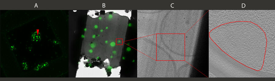 Thin lamella transferred to a cryo TEM. Kindly provided by Anna Bieber and Cristina Capitanio, Max-Planck-Institute for Biochemistry, Martinsried, Germany; Stem by Florian Wilfling.