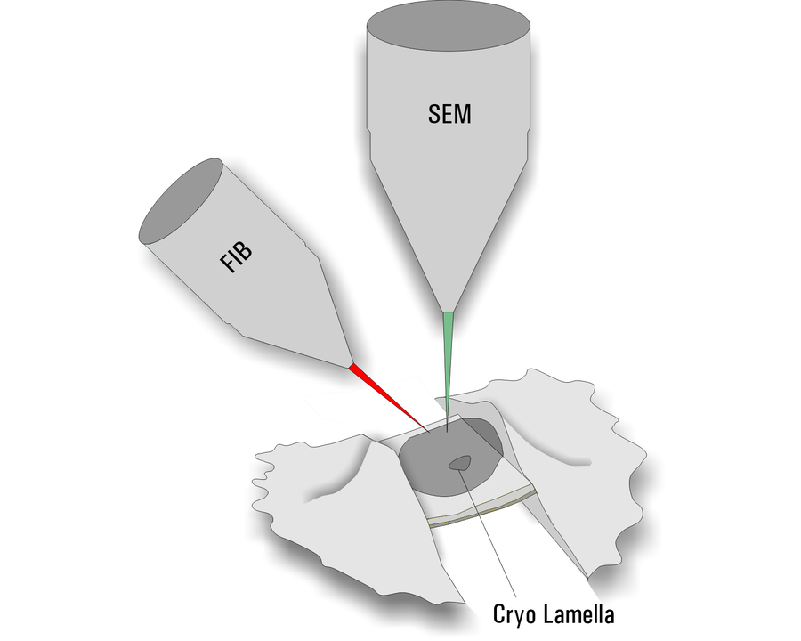 铣削。Thermo Scientific Aquilos双光束电子显微镜图。垂直扫描电子束用于样品成像（SEM），聚焦离子束（FIB）用于将薄冰片铣削到样品池中。结果是200-300 nm薄的网格上片晶。