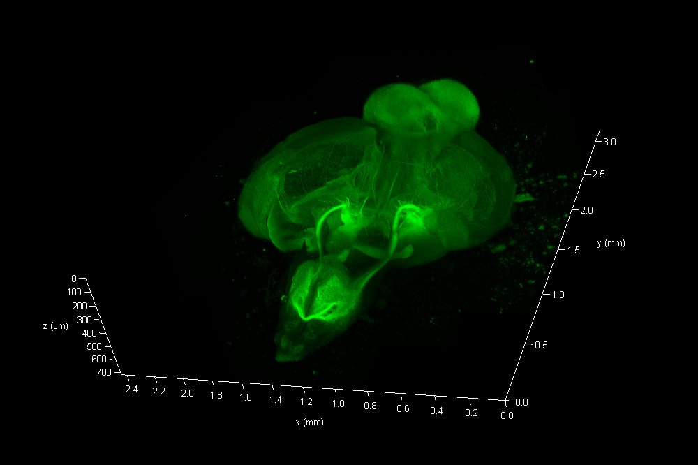 Zebrafish Whole Brain imaging with Leica SP8 spectral confocal laser scanning microscope zebrafish_brain.jpg