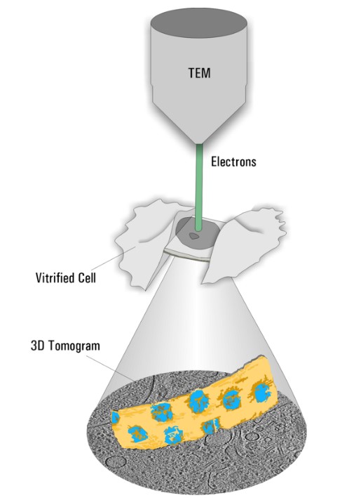 图2：冷冻电子断层扫描技术的示意图