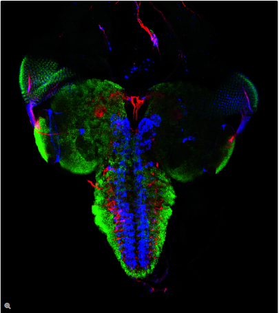 图5：果蝇幼虫，绿色：RNA结合蛋白，Alexa 488