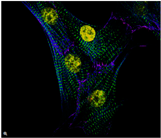 图8：新生心肌细胞，黄色：DNA，DAPI；绿色：肌间蛋白，Cy3；红色：钙粘蛋白，Texas Red；蓝色：肌动蛋白，Alexa 633