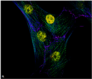 图8:新生心肌细胞,黄色:DNA,DAPI;绿色:肌间蛋白,Cy3;红色:钙粘蛋白,Texas Red;蓝色:肌动蛋白,Alexa 633