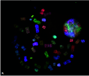 图9：荧光显微镜下获得的分裂中期FISH染色染色体。感谢东京大学前沿科学研究生院人类进化实验室Yumiko Suto博士提供的图片。