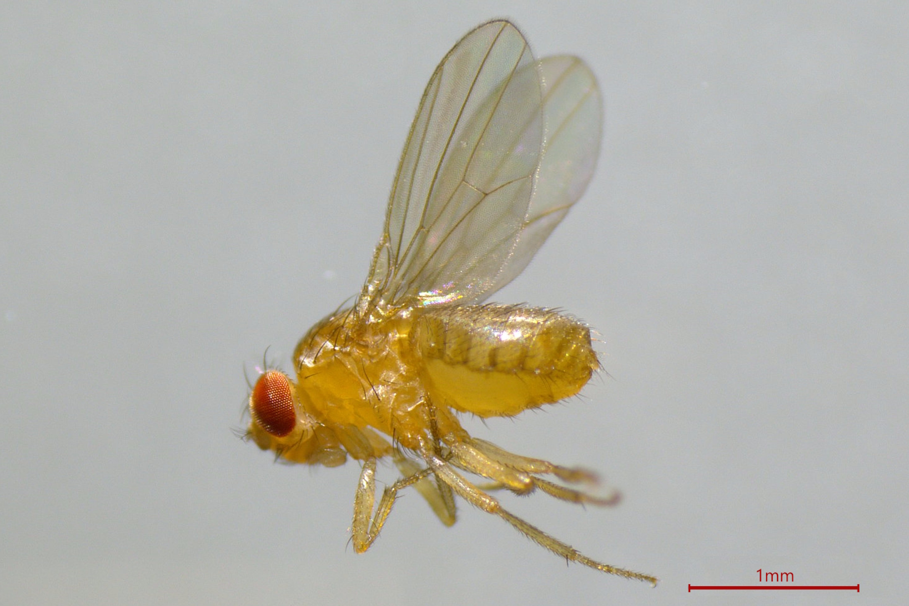 使用 Ivesta 3 型体视显微镜观察果蝇（Drosophila melanogaster）的拣蝇过程（分拣果蝇）。刻度线长度为 1 毫米。图片由德国海德堡 EMBL 的 M. Benton 提供。