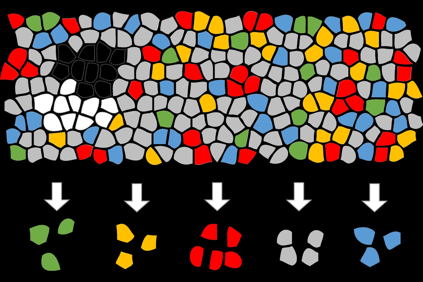 Artificial Intelligence (AI) segmentation used in conjunction with LMD to increase discovery throughput.