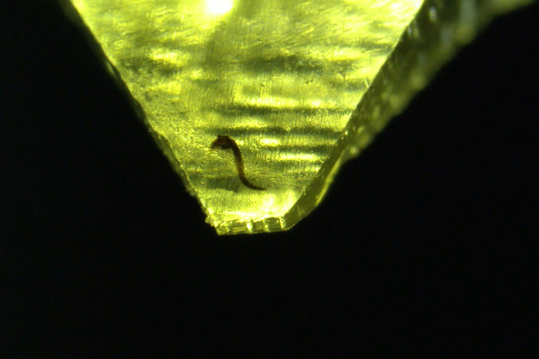经四氧化锇染色的秀丽隐杆线虫（C. elegans）包埋于 Epon 环氧树脂中。树脂块是手工预修整的。比例尺：500 µm。
