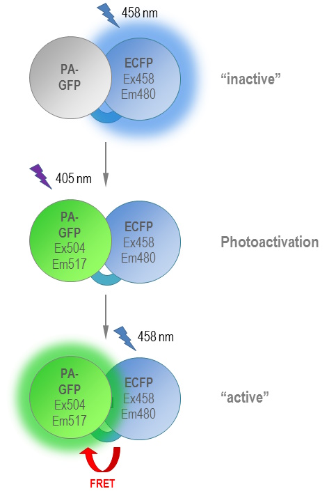 Ecfp 光激活、光转化和光控开关荧光蛋白 | 学习与分享 | 徕卡显微系统