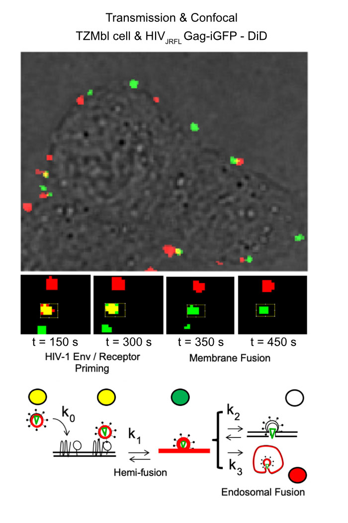Image illustrating doubled-labelled HIV pseudovirus particles decorated with JRFL Env (HIV-1JRFL) losing DiD signal (red) and maintaining immobile eGFP signal (green) when attempting fusion in 2-deoxyglucose (2-DG) treated TZM-bl cells, suggesting arrest at hemifusion. Diagram illustrating the concept of single-particle tracking with double-labelled virions with DiD and eGFP-gag. Image recorded with a SP8 X SMD confocal microscope.