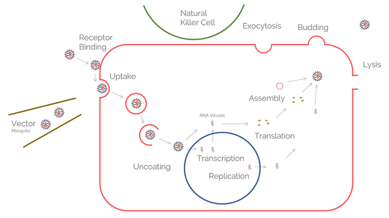 El ciclo de replicación de un virus en una célula huésped. Comienza con la vinculación al receptor en la superficie de la célula. Después de su penetración, el contenido vírico se libera en la célula. Los virus ARN pueden traducirse directamente en proteínas, mientras que los virus ADN deben transcribirse primero. Además, el genoma viral se replica en el núcleo o en las llamadas factorías virales. Después, los componentes víricos se unen para crear viriones intactos. Estos finalmente abandonan la célula o bien por exocitosis, surgiendo a través de la membrana plasmática, o por lisis.