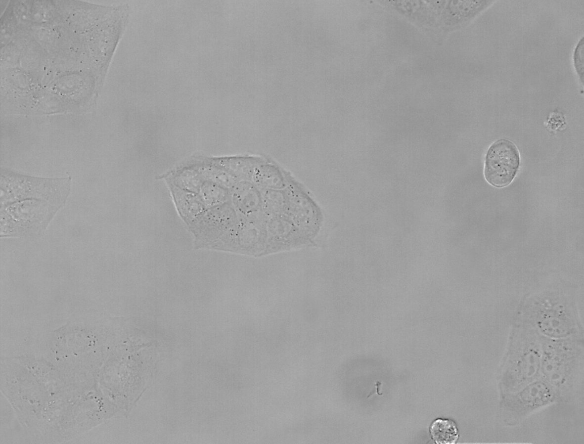 MDCK 细胞, 明场显微镜