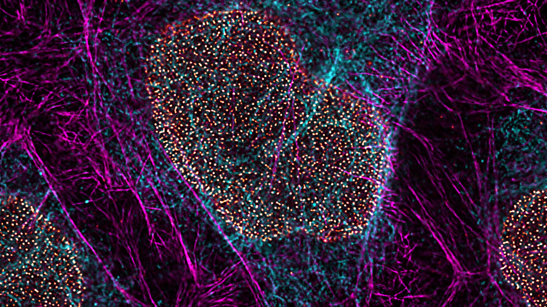 使用 TauSTED Xtend 采集的图像。3 色 STED 样品。青色：波形蛋白，AF594品红色磷脂样蛋白-肌动蛋白，Atto 647N。发光：NUP 107，CF680R。样本提供方：Mariano Gonzales Pisfil 博士和 Steffen Dietzel 博士，德国慕尼黑路德维希-马克西米利安大学生物医学中心生物成像核心设施。 