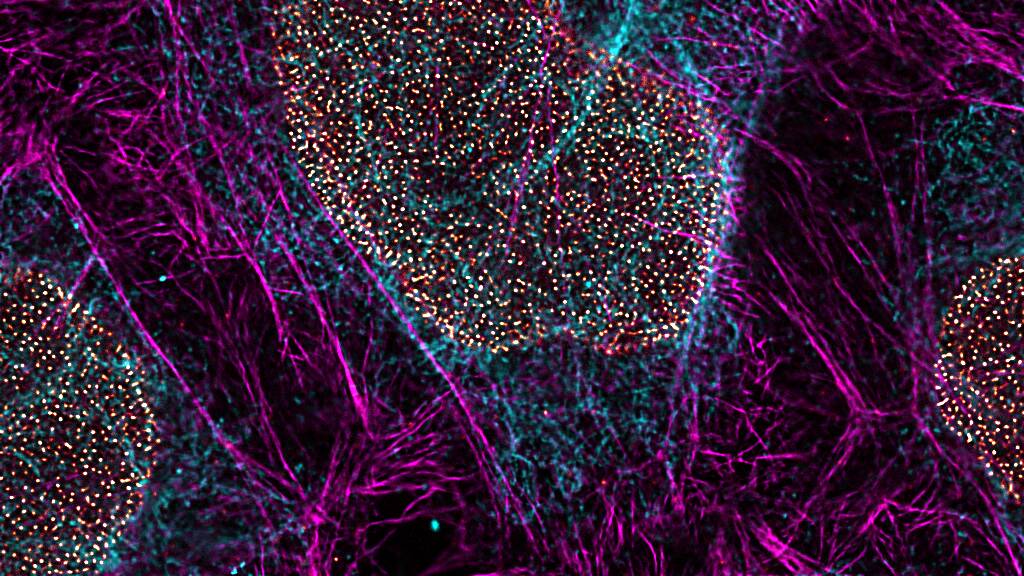 使用 STELLARIS STED 显微镜和 TauSTED Xtend 绘制的细胞内结构超分辨率图像。洋红色显示的是用 ATTO 647N 染色的肌动蛋白丝。