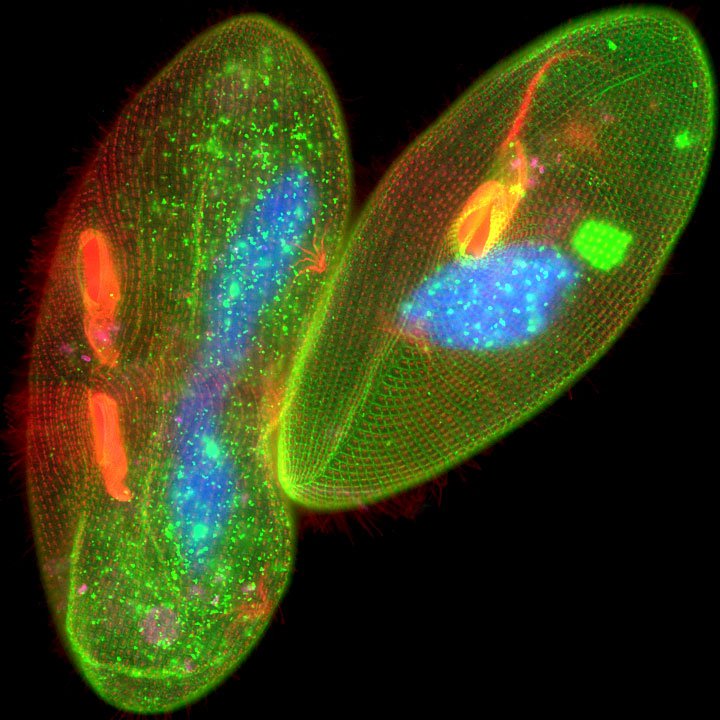 表达 GFP-Epiplasmin 和 Cy5 多聚甘氨酰化微管蛋白的草履虫。使用 Hoechst 33258 (蓝色) 染色的细胞核。图片使用 LAS X 摄取。样品来源：特别感谢法国国家科学研究中心 (CGM-CNRS) A. Aubusson-Fleury 博士