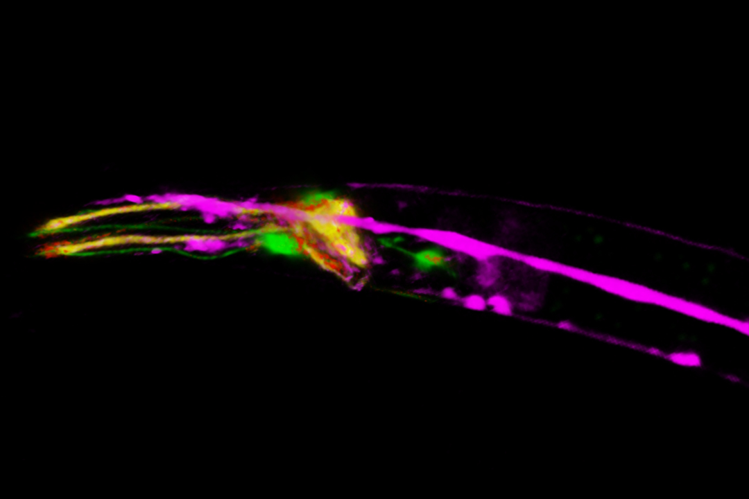 线虫神经元的三维共聚焦图像