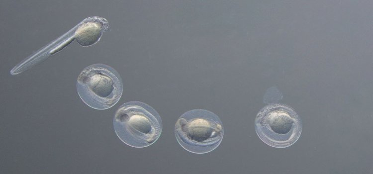 Hatching zebrafish 48hpf in Rottermann Contrast. Sample courtesy: Vermot Laboratory, IGBMC Strasbourg, France