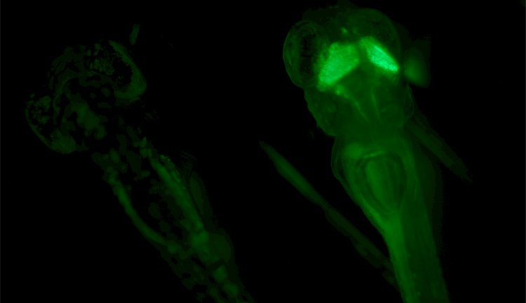 Screening Fluorescent zebrafish: See weak signals against a black background. Image courtesy: Mosimann Lab, University of Zürich, Switzerland